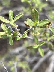 Salvia munzii