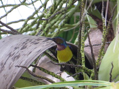 Anthreptes malacensis