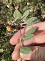 Arctostaphylos rudis