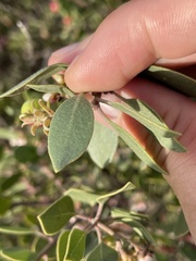 Arctostaphylos rudis
