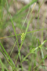 Carex conoidea