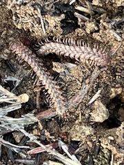 Nearctodesmidae