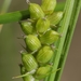 Carex conoidea - Photo (c) Paul Marcum,  זכויות יוצרים חלקיות (CC BY-NC), הועלה על ידי Paul Marcum
