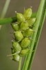 Open-field Sedge - Photo (c) Paul Marcum, some rights reserved (CC BY-NC), uploaded by Paul Marcum