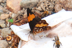Adelpha saundersii