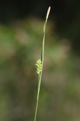 Carex conoidea