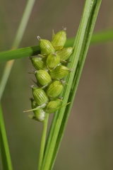 Carex conoidea
