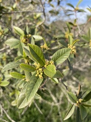 Frangula californica