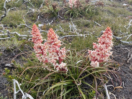Dracophyllum milliganii Hook.fil.