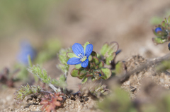 Veronica triphyllos