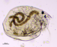 Chydorus