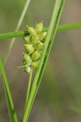 Carex conoidea