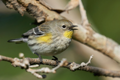Setophaga coronata auduboni