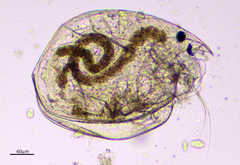Chydorus