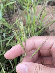Bromus madritensis