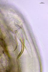 Chydorus