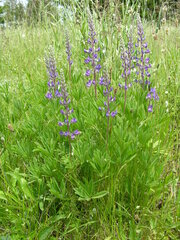 Lupinus oreganus