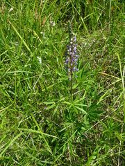 Lupinus oreganus