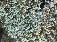 Cladonia apodocarpa