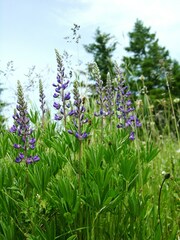 Lupinus oreganus