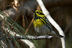 Setophaga townsendi