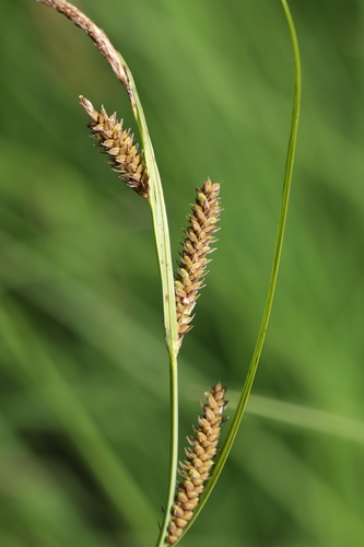 Carex haydenii Dewey