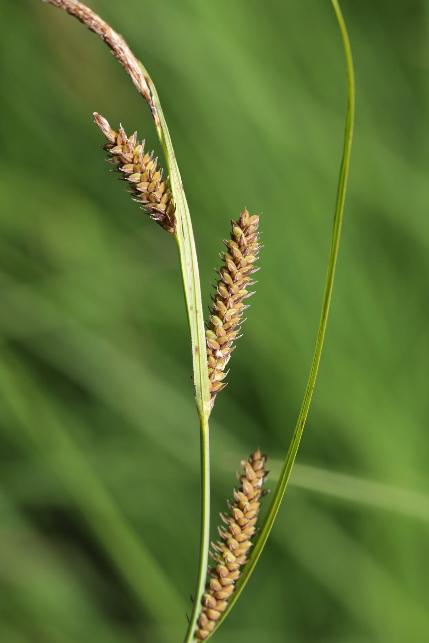 Carex haydenii
