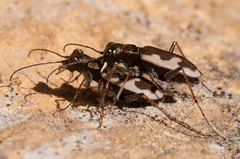 Neocicindela latecincta