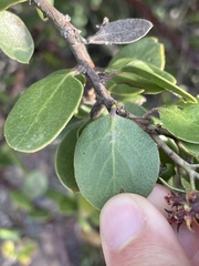 Arctostaphylos rudis