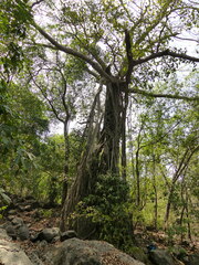 Ficus drupacea