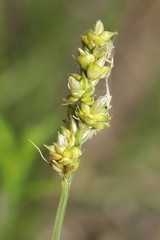 Carex muehlenbergii