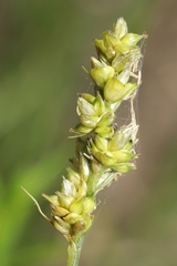 Carex muehlenbergii