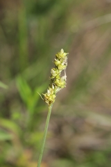Carex muehlenbergii