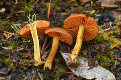 Dermocybe