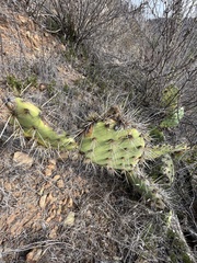 Opuntia oricola