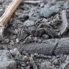 Thomisidae