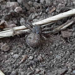 Thomisidae