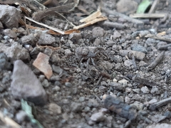 Thomisidae