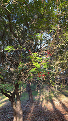 Jatropha integerrima