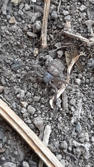 Thomisidae