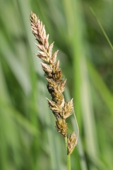 Carex sartwellii