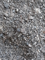 Thomisidae