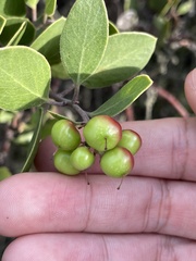 Arctostaphylos rudis