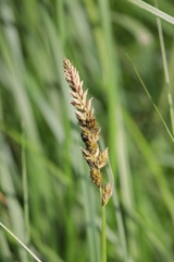 Carex sartwellii