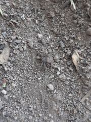 Thomisidae