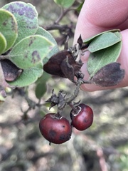 Arctostaphylos rudis