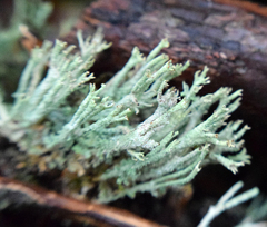 Cladonia polydactyla