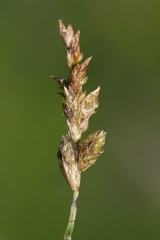 Carex sartwellii