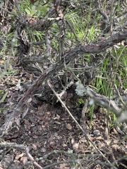 Arctostaphylos rudis