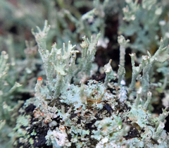 Cladonia polydactyla